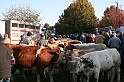 In prà della Antica Fiera di Arsego (1)